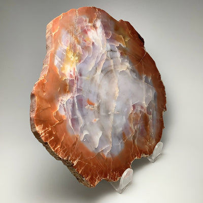 Araucaria Petrified Wood Slice