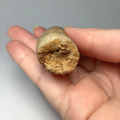 Fossilized Spinosaurus Tooth Specimen