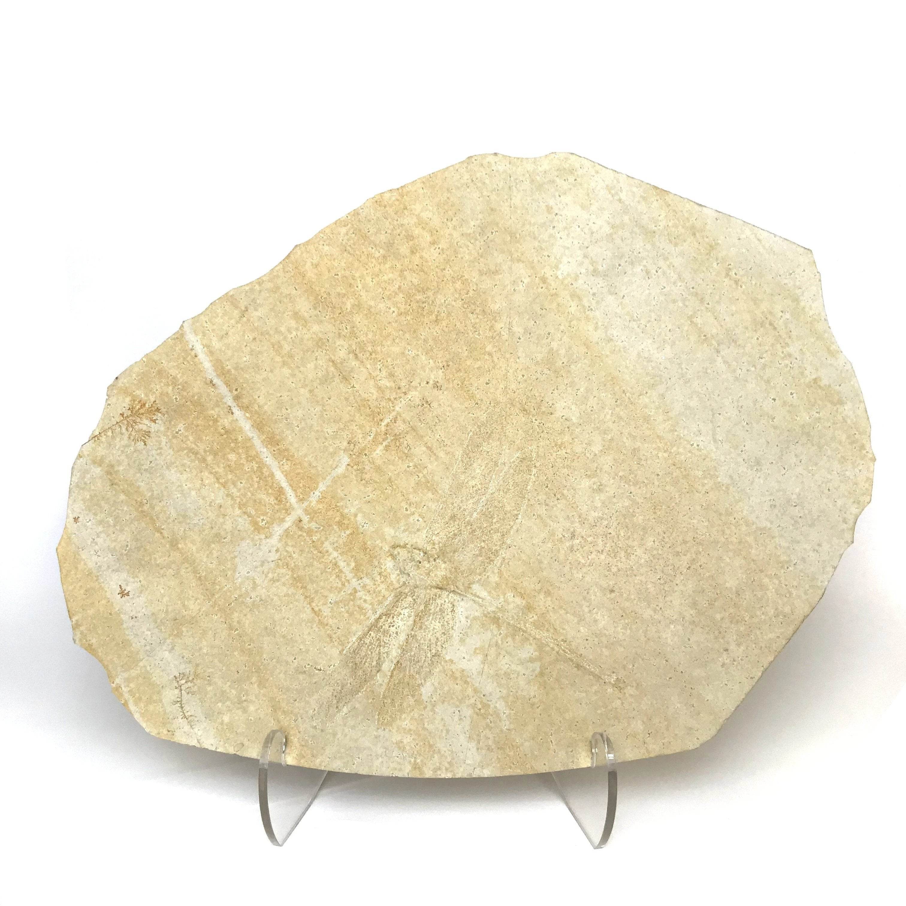 Dragonfly Fossil - Rocks and Gems Canada