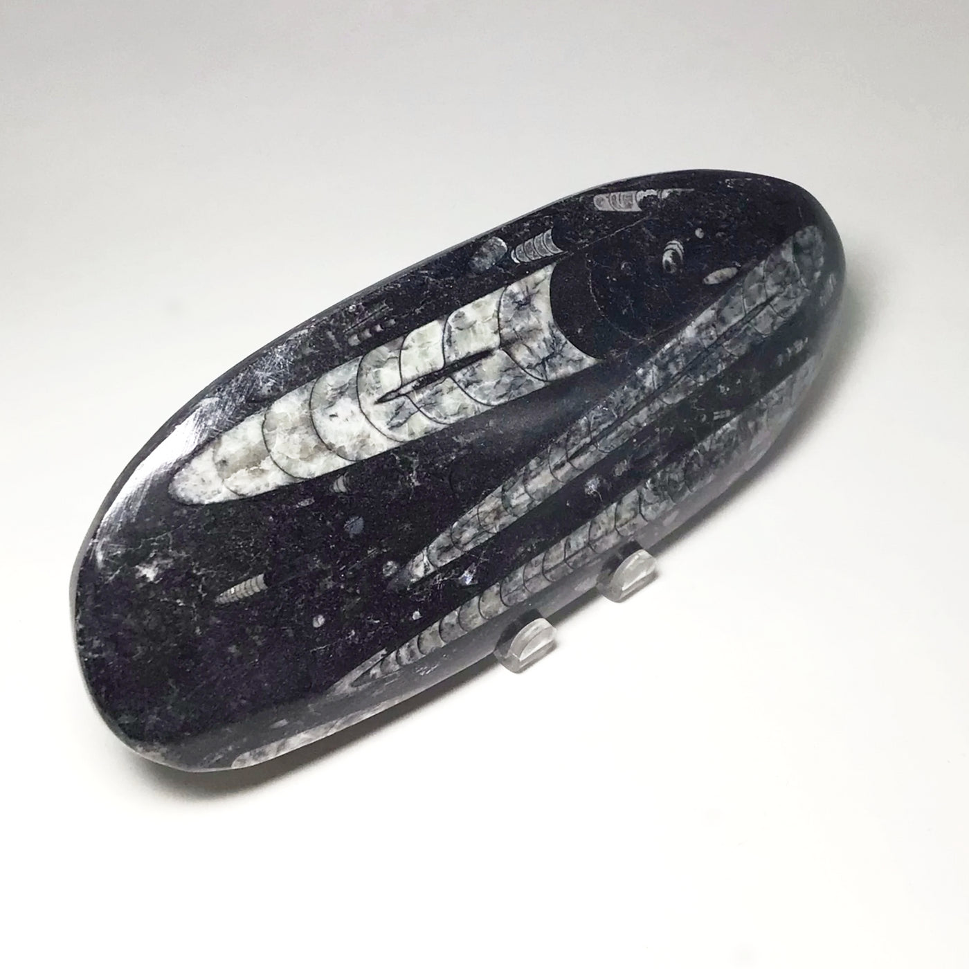 Polished Orthoceras Fossil