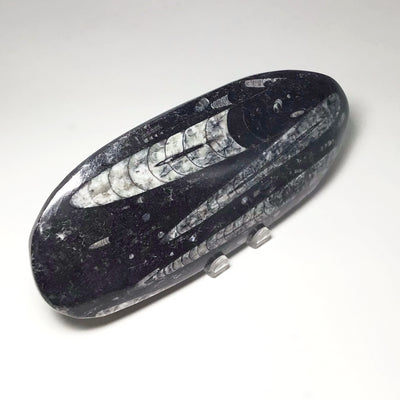 Polished Orthoceras Fossil
