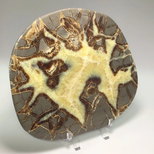 Septarian Slice - Rocks and Gems Canada