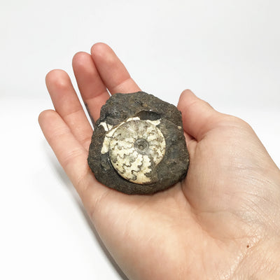 Ammonite Craspedite at $89 Each