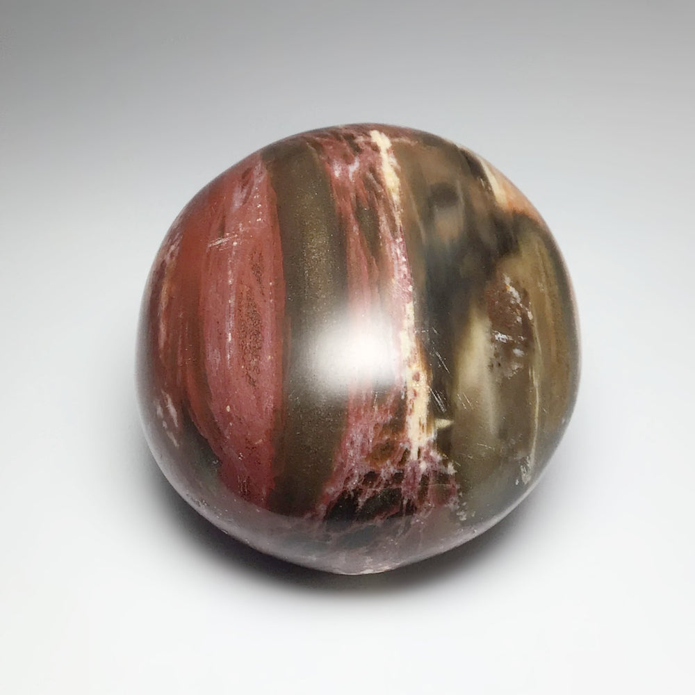 Petrified Wood Tumble - Rocks and Gems Canada
