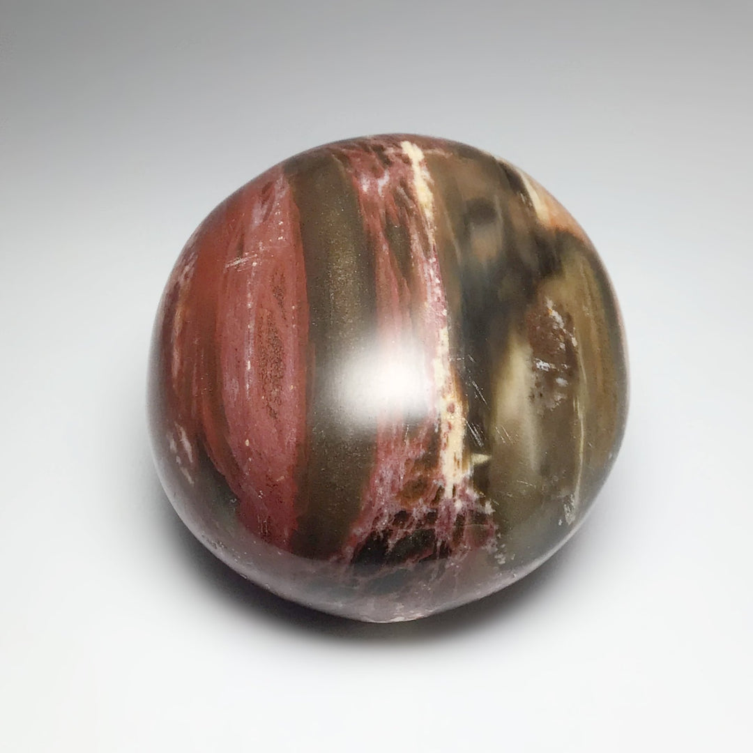 Petrified Wood Tumble - Rocks and Gems Canada