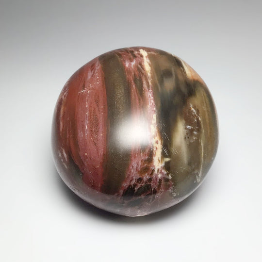 Petrified Wood Tumble - Rocks and Gems Canada