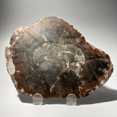 Araucaria Petrified Wood Slice