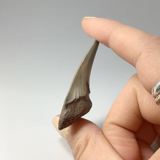 Fossilized Shark Tooth Specimen: Mako - Rocks and Gems Canada
