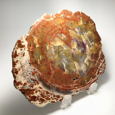 Araucaria Petrified Wood Slice