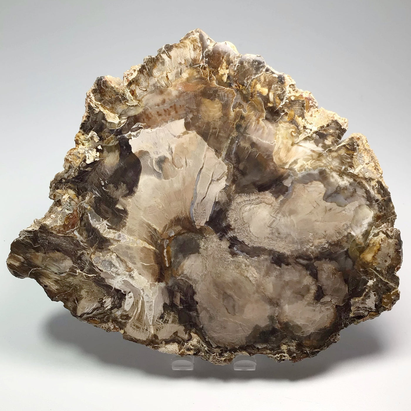 Araucaria Petrified Wood Slice