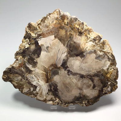 Araucaria Petrified Wood Slice