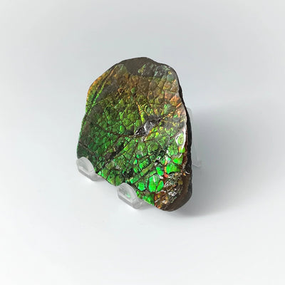 Ammolite Specimen