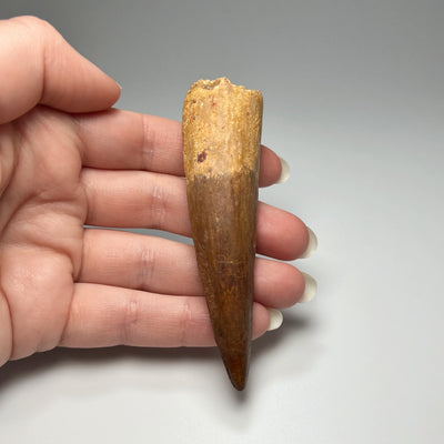 Fossilized Spinosaurus Tooth Specimen