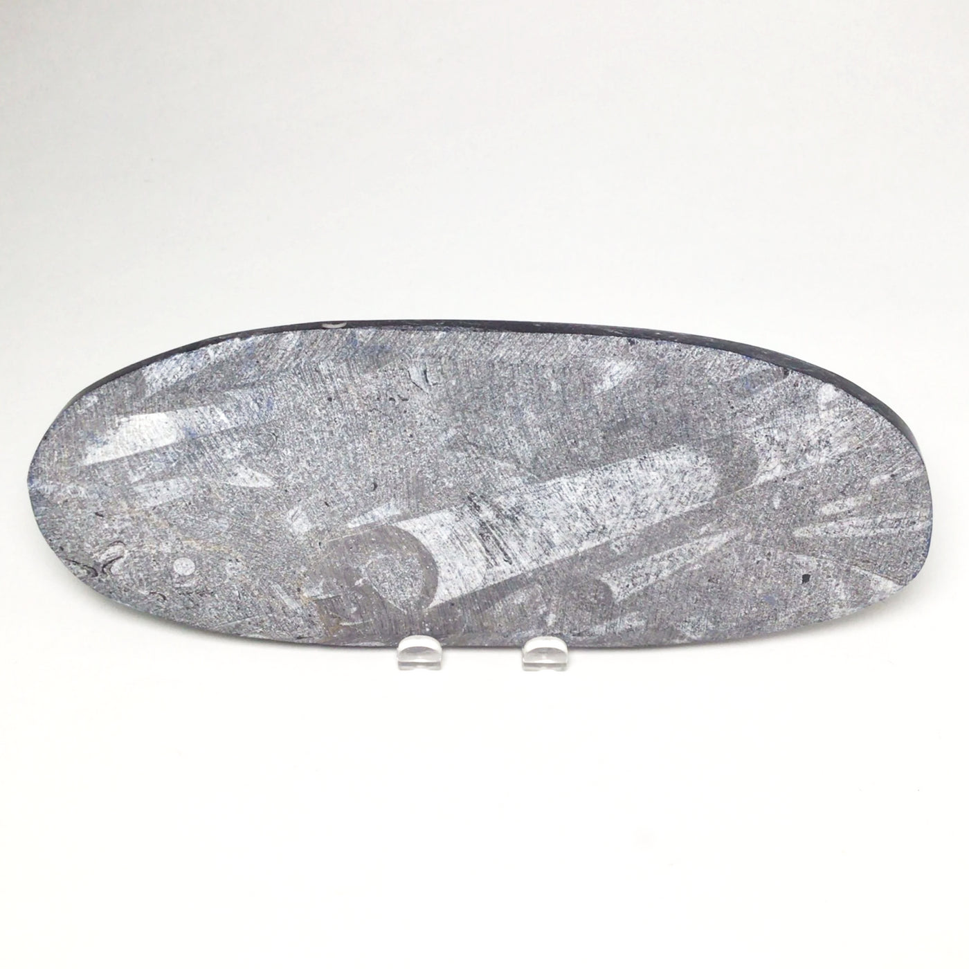 Polished Orthoceras Fossil