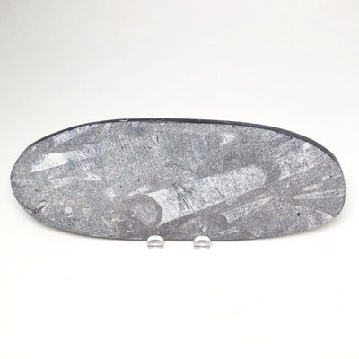 Polished Orthoceras Fossil