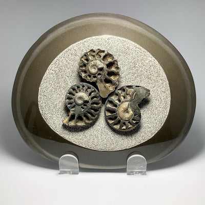 Ammonite Kosmoceras Trio on Base