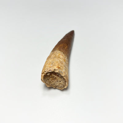 Fossilized Spinosaurus Tooth Specimen