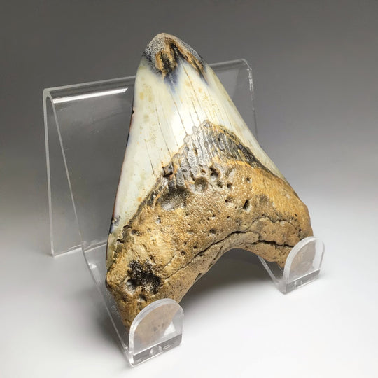 Fossilized Shark Tooth Specimen: Carcharodon Megalodon - Rocks and Gems Canada