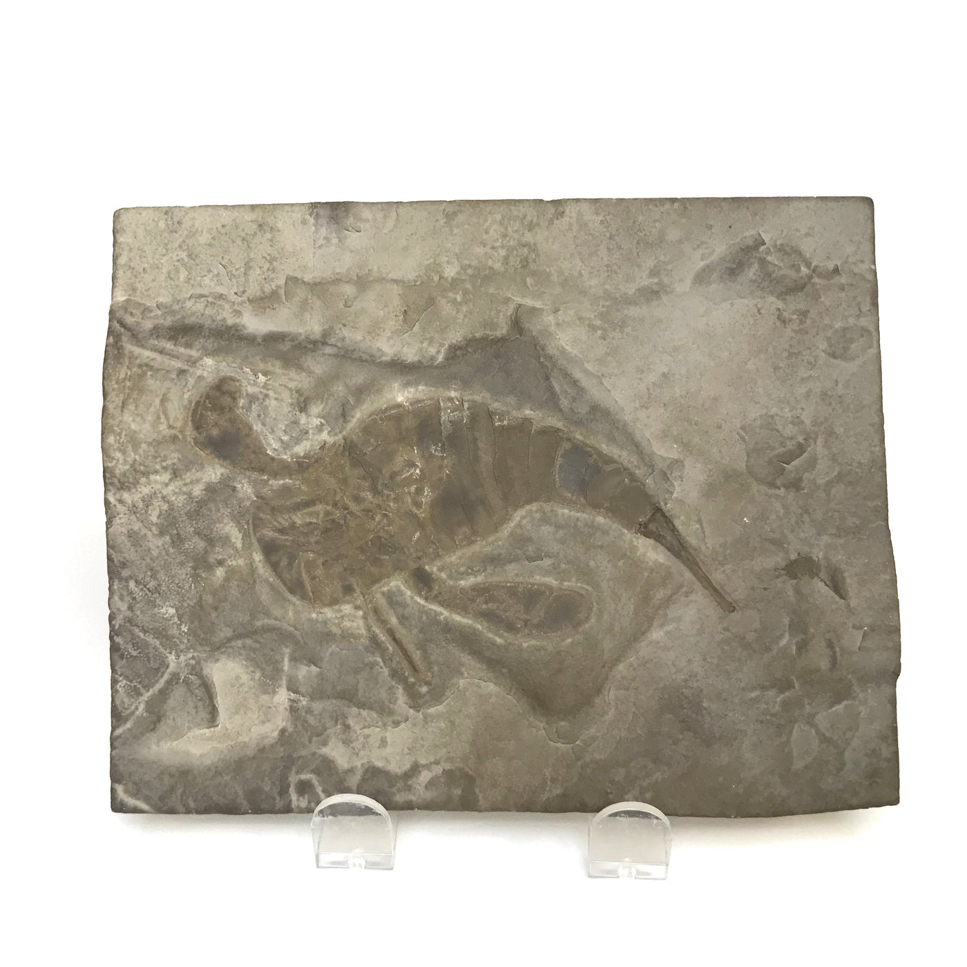 Eurypterid Fossil