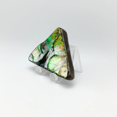 Ammolite Specimen