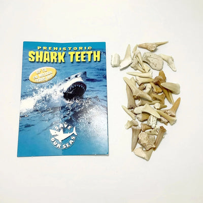 Mixed Small Fossilized Prehistoric Shark Teeth Kit
