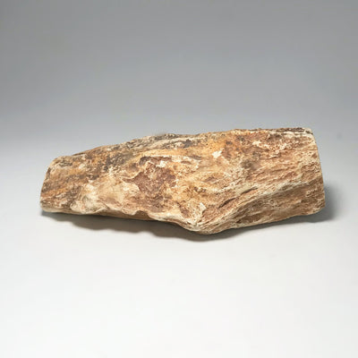 Petrified Wood Branch