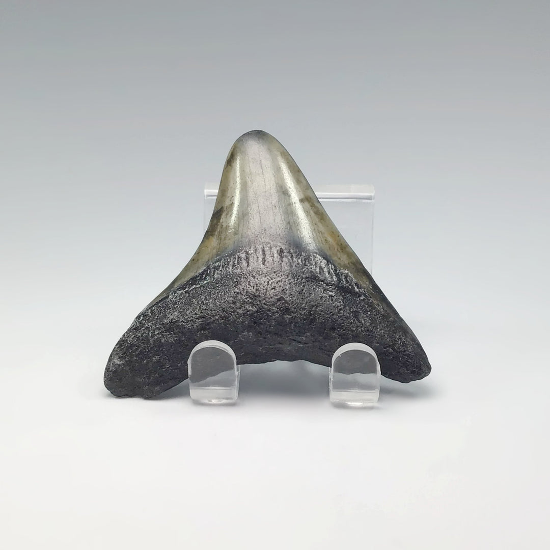 Fossilized Shark Tooth Specimen: Extinct Great White Shark - Rocks and Gems Canada