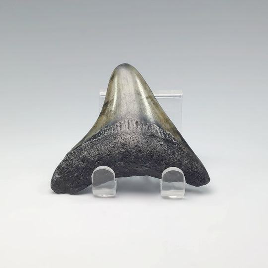 Fossilized Shark Tooth Specimen: Extinct Great White Shark - Rocks and Gems Canada