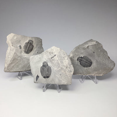 Trilobite Elrathia Kingii Fossil at $59 Each