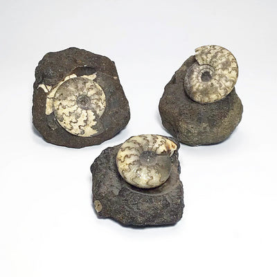 Ammonite Craspedite at $89 Each