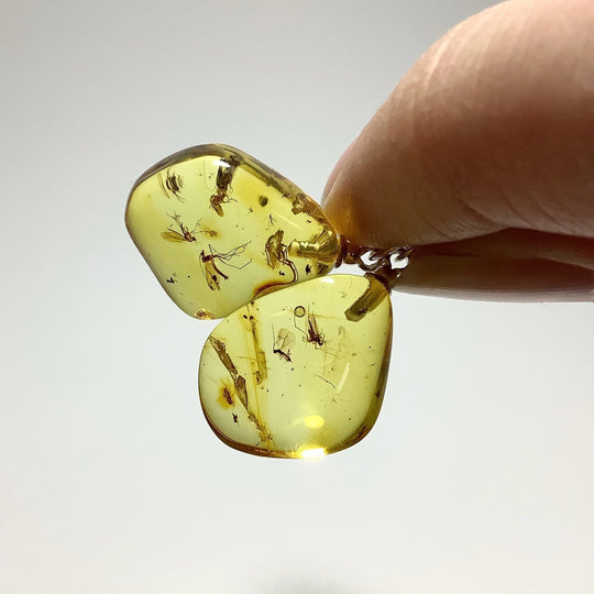 Amber with Preserved Insect Inclusion Dangle Earrings - Rocks and Gems Canada