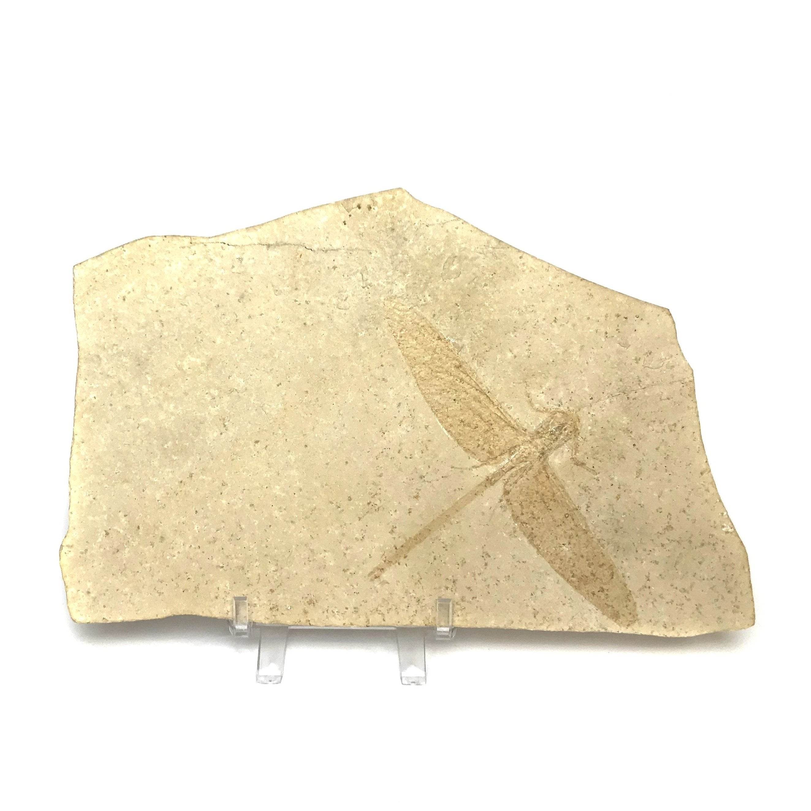 Dragonfly Fossil - Rocks and Gems Canada