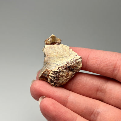 Fossilized Oreodon Teeth Specimen