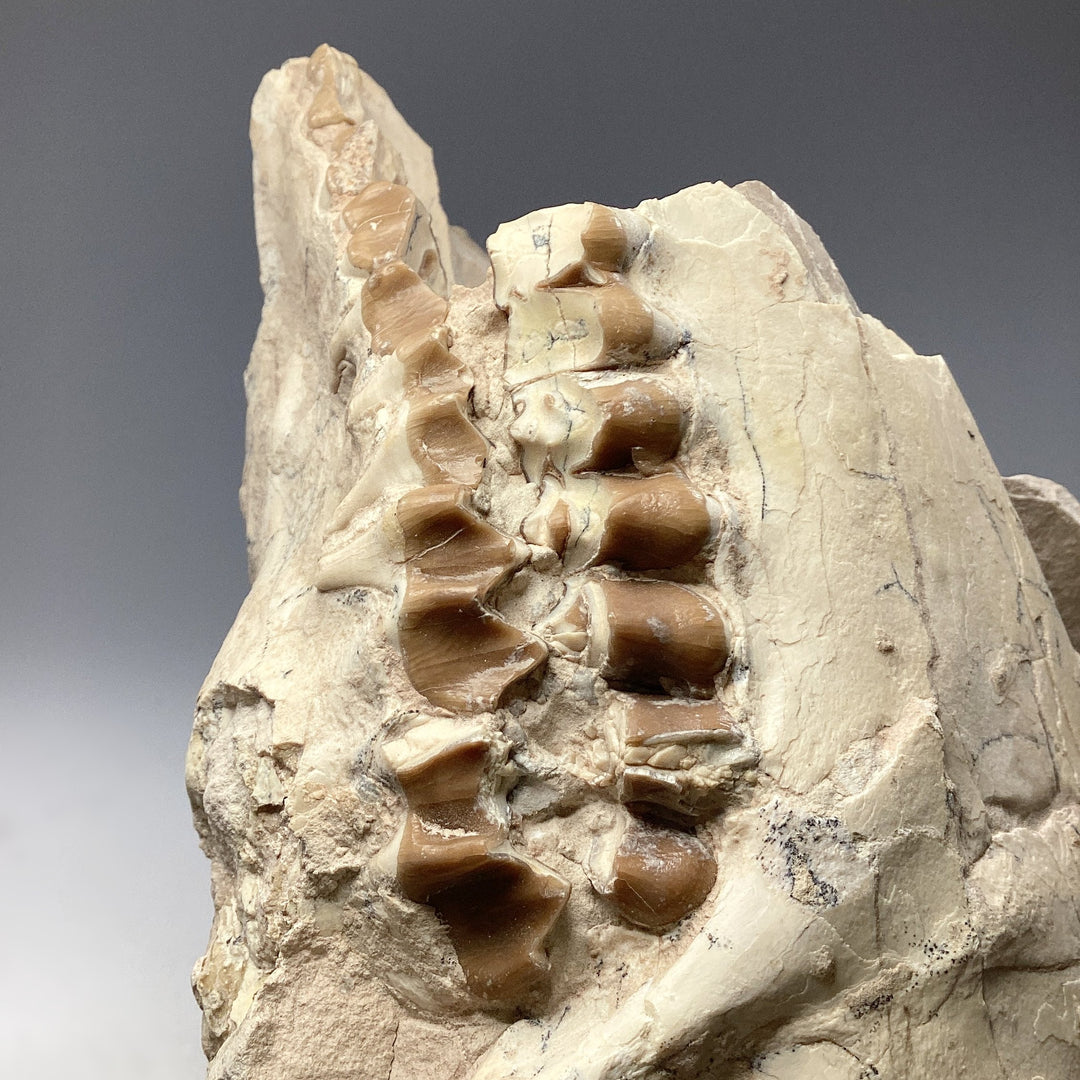 Fossilized Oreodon Skull Specimen