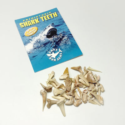 Mixed Small Fossilized Prehistoric Shark Teeth Kit