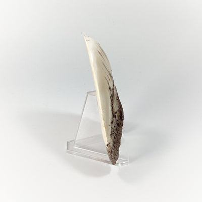 Fossilized Shark Tooth Specimen: White Pacific Megalodon