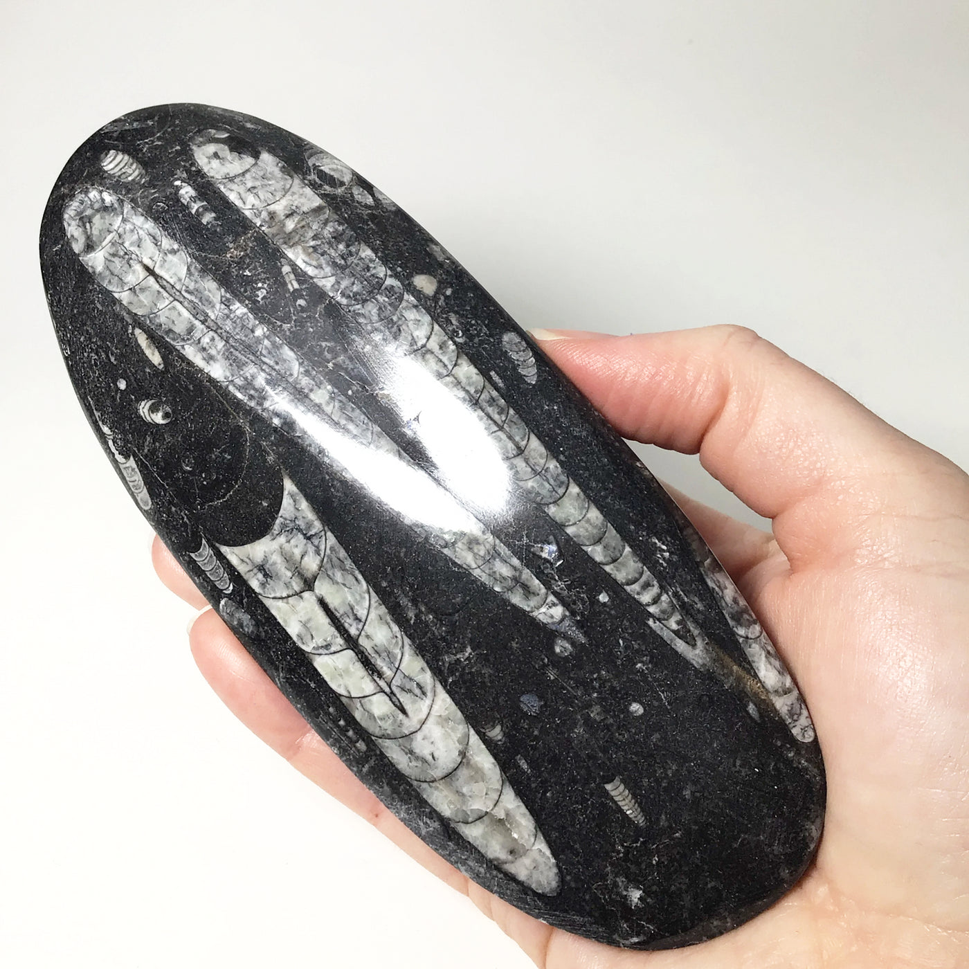 Polished Orthoceras Fossil