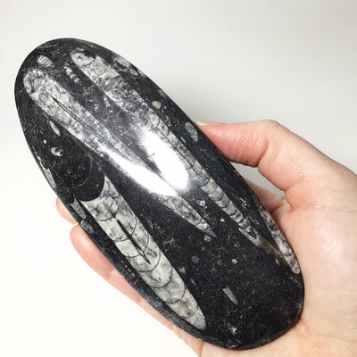 Polished Orthoceras Fossil
