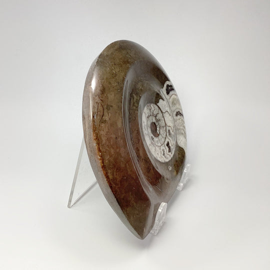Ammonite Agoniatite - Rocks and Gems Canada