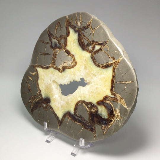 Septarian Slice - Rocks and Gems Canada