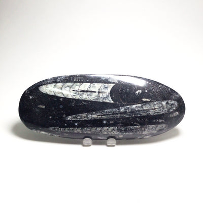 Polished Orthoceras Fossil