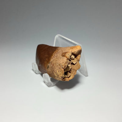 Fossilized Carcharodontosaurus Dinosaur Tooth Specimen