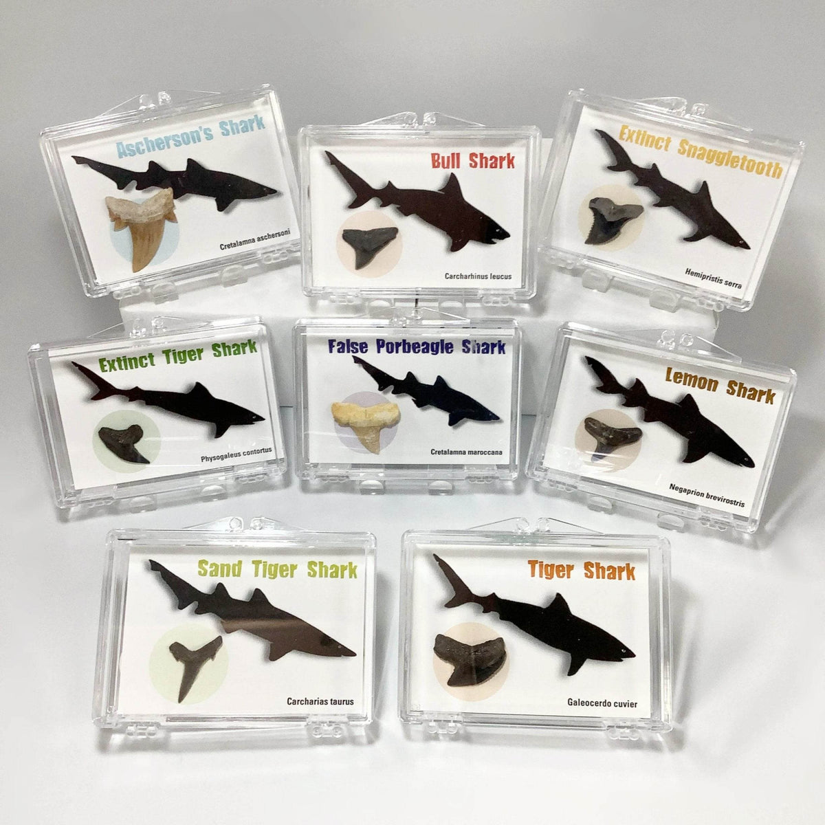 Small Fossilized Shark Tooth Kit - Rocks and Gems Canada