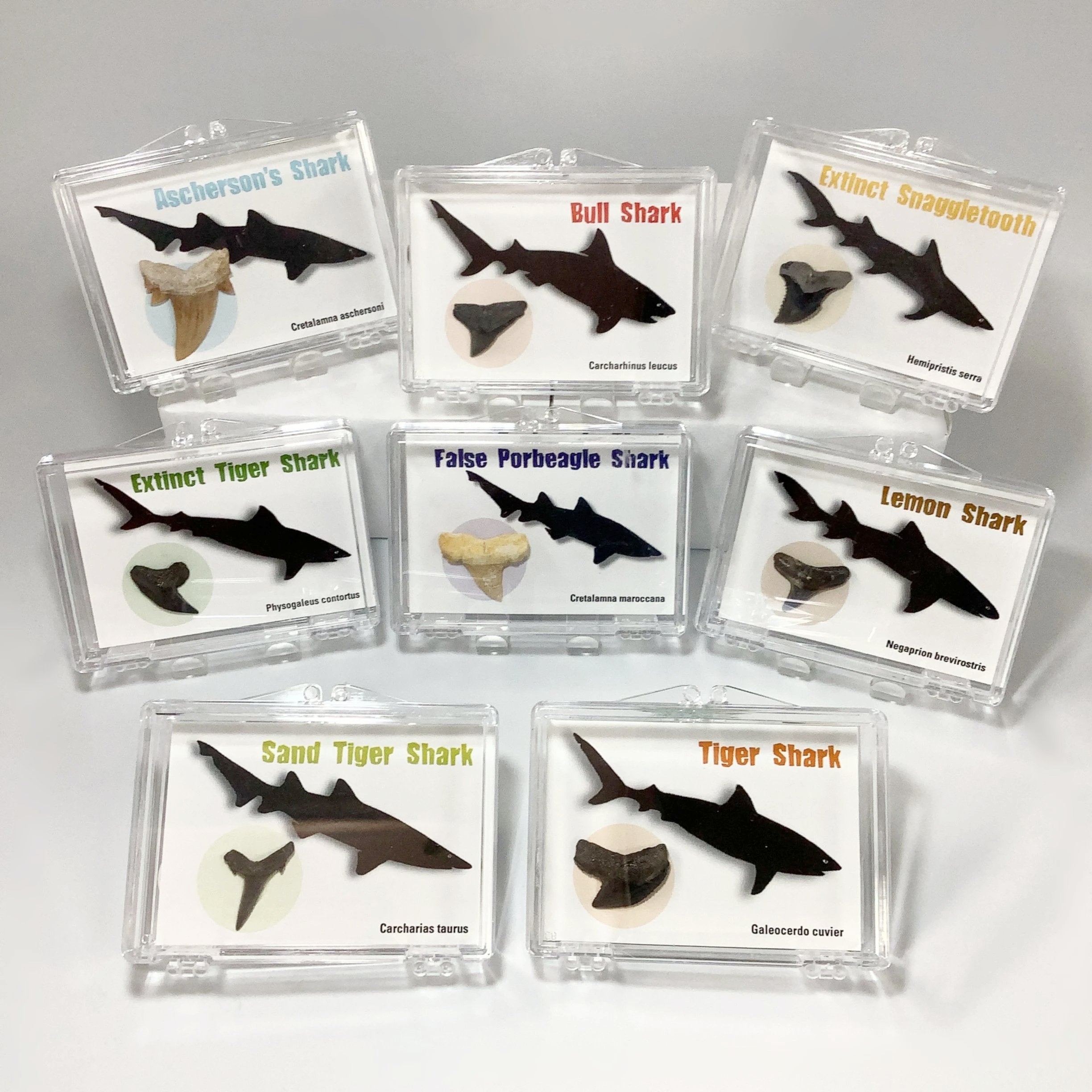 Small Fossilized Shark Tooth Kit - Rocks and Gems Canada