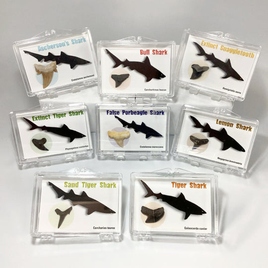 Small Fossilized Shark Tooth Kit - Rocks and Gems Canada