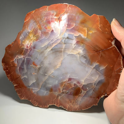 Araucaria Petrified Wood Slice