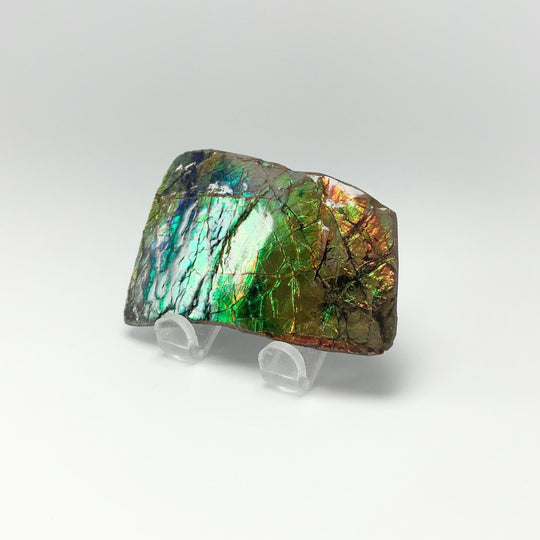Ammolite Specimen - Rocks and Gems Canada