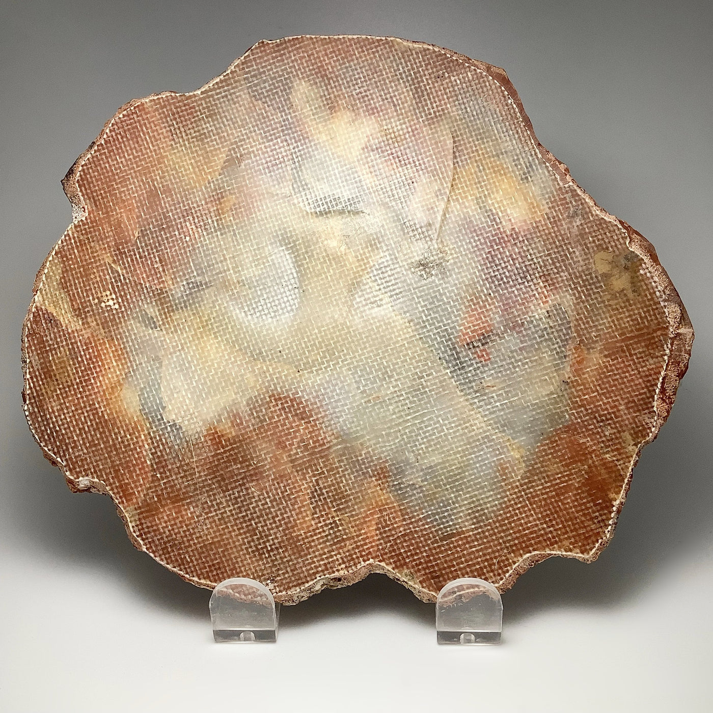 Araucaria Petrified Wood Slice