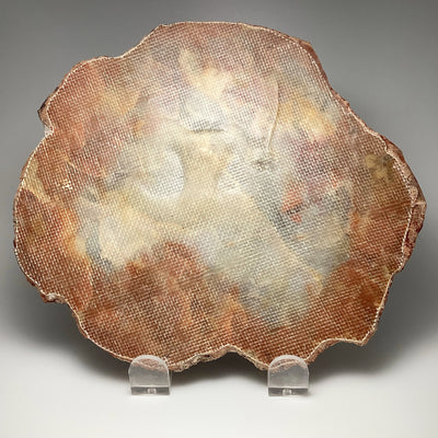 Araucaria Petrified Wood Slice