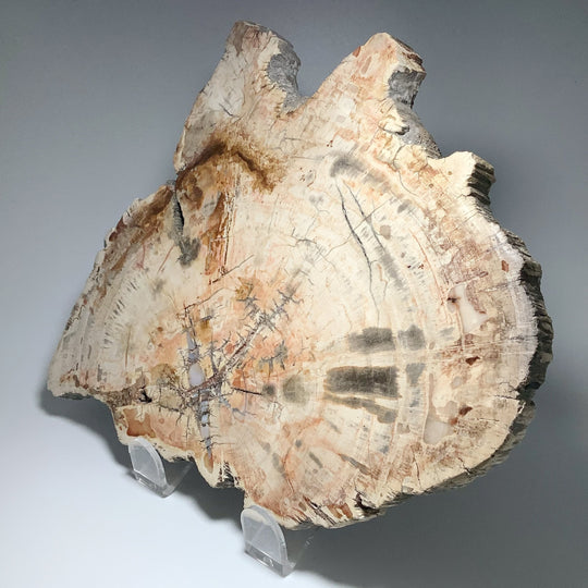 Araucaria Petrified Wood Slice - Rocks and Gems Canada